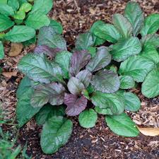 Attēlu rezultāti vaicājumam “Ajuga genevensis leaf”
