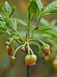 Attēlu rezultāti vaicājumam “Menziesia ferruginea flower”
