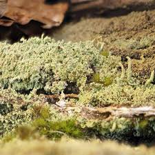 Attēlu rezultāti vaicājumam “Cladonia parasitica”