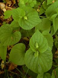 Attēlu rezultāti vaicājumam “Viola mirabilis leaf”