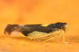 Attēlu rezultāti vaicājumam “Eupteryx vittata”