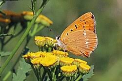 Attēlu rezultāti vaicājumam “Lycaena virgaureae”