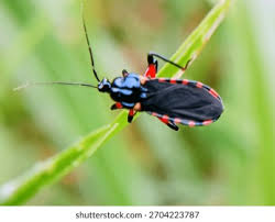 Attēlu rezultāti vaicājumam “Rhynocoris annulatus imago”