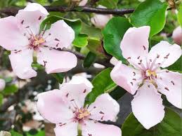 Attēlu rezultāti vaicājumam “Cydonia oblonga”