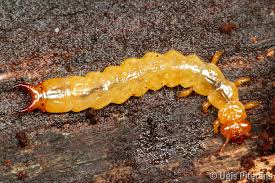 Attēlu rezultāti vaicājumam “Schizotus pectinicornis”