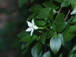Attēlu rezultāti vaicājumam “Rubiaceae”