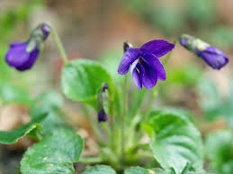 Attēlu rezultāti vaicājumam “Viola odorata bud”