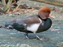 Image result for Netta rufina