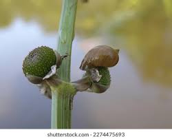 Attēlu rezultāti vaicājumam “Sagittaria sagittifolia fruit”