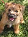 Border Terrier Photos Pictures Border Terriers