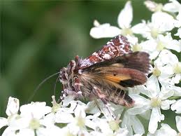 Attēlu rezultāti vaicājumam “Anarta myrtilli larva”