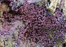 Attēlu rezultāti vaicājumam “Cribraria purpurea”