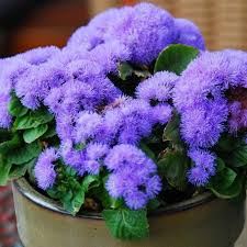 Image result for Ageratum mexicanum