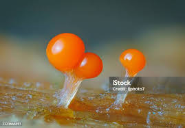 Attēlu rezultāti vaicājumam “Trichia decipiens”