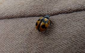 Attēlu rezultāti vaicājumam “Coccinella hieroglyphica”