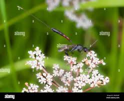 Attēlu rezultāti vaicājumam “Gasteruption jaculator”