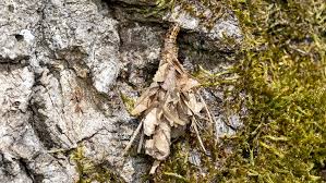 Attēlu rezultāti vaicājumam “Canephora hirsuta”