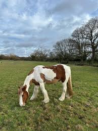 Image result for South Weylands Equestrian