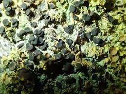 Attēlu rezultāti vaicājumam “Xanthoriicola physciae”