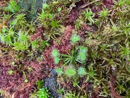 Attēlu rezultāti vaicājumam “Sphagnum riparium”