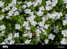 Attēlu rezultāti vaicājumam “Veronica filiformis bud”