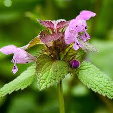 Attēlu rezultāti vaicājumam “Labiatae”