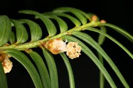 Attēlu rezultāti vaicājumam “Taxus baccata male flower”