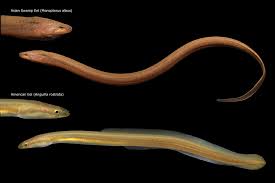 Image result for Anguilla rostrata
