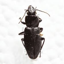 Attēlu rezultāti vaicājumam “Pterostichus melanarius”