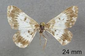 Attēlu rezultāti vaicājumam “Epirhoe tristata”