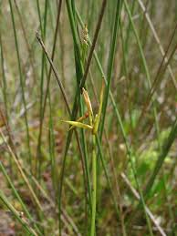 Attēlu rezultāti vaicājumam “Carex pauciflora”