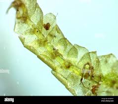 Attēlu rezultāti vaicājumam “Calypogeia azurea macro”