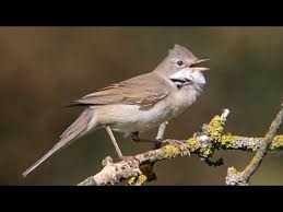 Attēlu rezultāti vaicājumam “Sylvia communis”