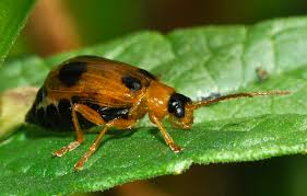 Attēlu rezultāti vaicājumam “Phyllobrotica quadrimaculata”