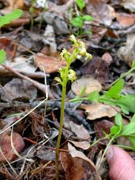 Attēlu rezultāti vaicājumam “Corallorhiza trifida”