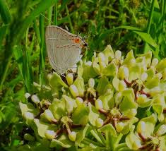 Attēlu rezultāti vaicājumam “Lycogala asperum sessile”