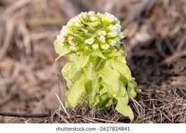 Attēlu rezultāti vaicājumam “Petasites spurius leaf”