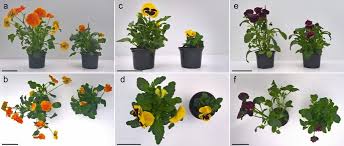 Attēlu rezultāti vaicājumam “Viola uliginosa bud”