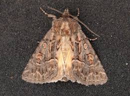 Attēlu rezultāti vaicājumam “Thalpophila matura”