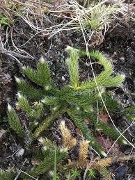 Attēlu rezultāti vaicājumam “Lycopodium dubium”