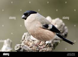 Attēlu rezultāti vaicājumam “Pyrrhula pyrrhula female”