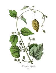 Attēlu rezultāti vaicājumam “Humulus lupulus”