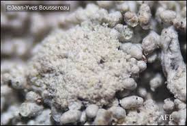 Attēlu rezultāti vaicājumam “Pertusaria coccodes”