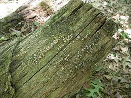 Attēlu rezultāti vaicājumam “Xylobolus frustulatus”