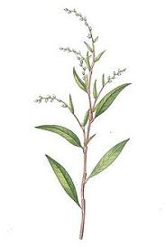 Attēlu rezultāti vaicājumam “Persicaria hydropiper leaf”