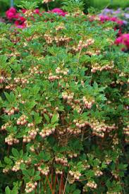 Attēlu rezultāti vaicājumam “Enkianthus chinensis leaf”
