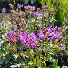 Attēlu rezultāti vaicājumam “Prunella vulgaris”