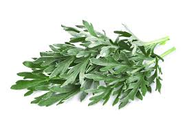 Attēlu rezultāti vaicājumam “Artemisia absinthium leaf”