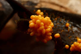 Attēlu rezultāti vaicājumam “Badhamia utricularis”