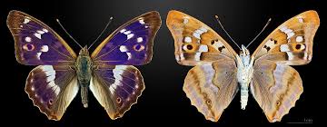 Attēlu rezultāti vaicājumam “Apatura ilia”